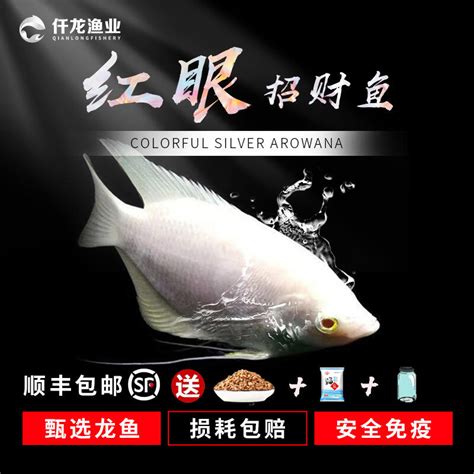 戰船魚吃什麼|招財魚(戰船魚):外形特徵,分布範圍,生活習性,飼養方法,水質要求,。